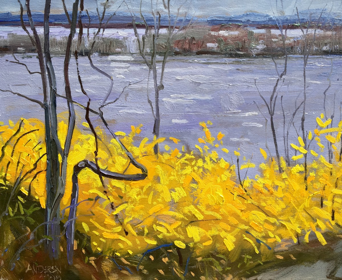 Forsythia In Bloom, River In Flood by Michael Anderson 