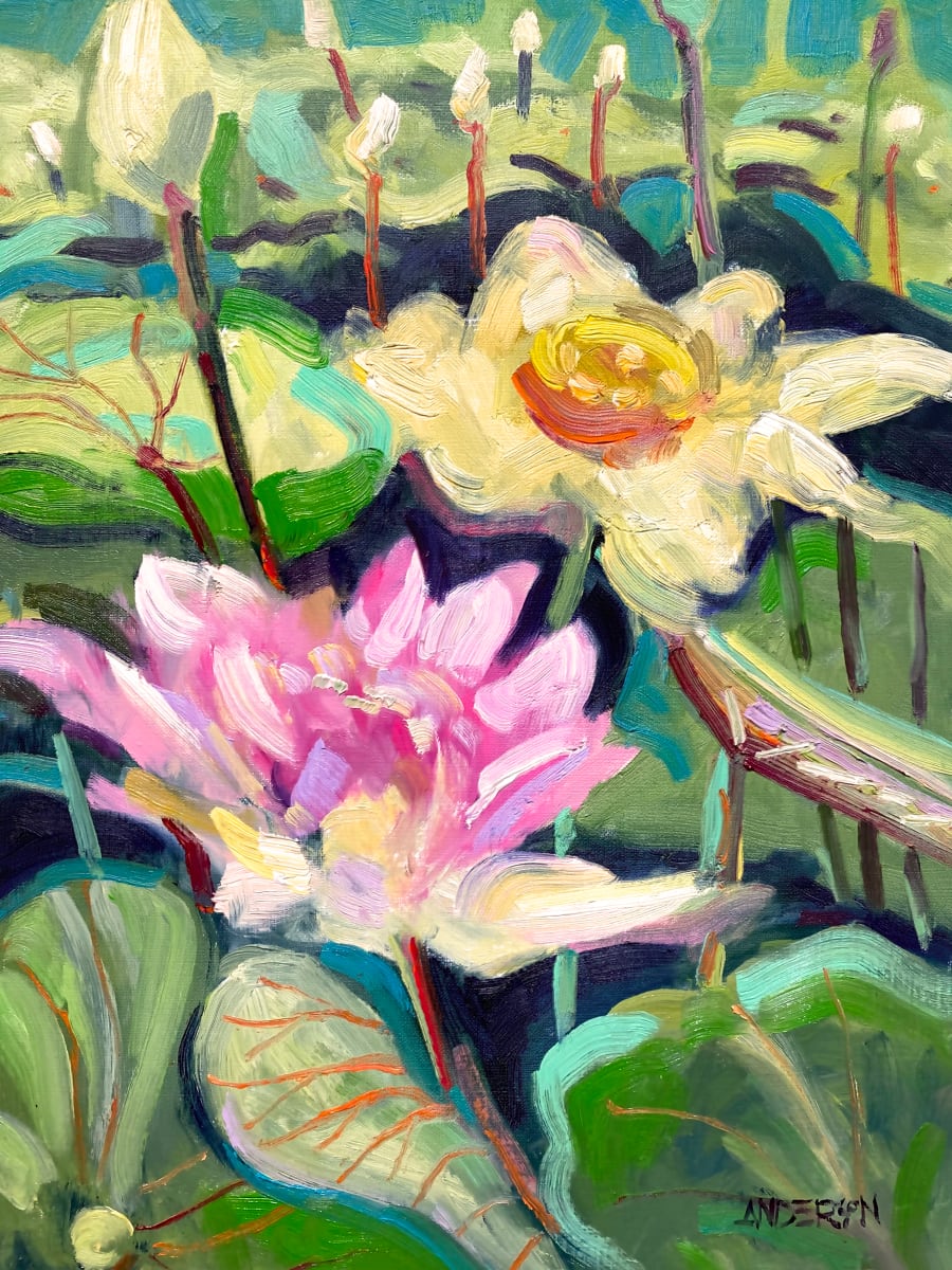 Lotus Blossoms, Tower Grove Park 