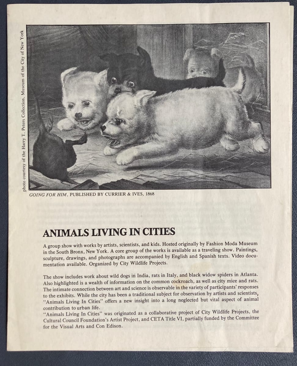 Animals Living In Cities by City Wildlife Projects, Image 1.