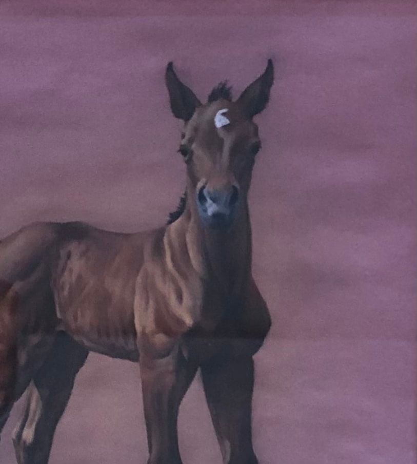 Colt Pastel by Lynn Maderich  Image: Detail of Colt