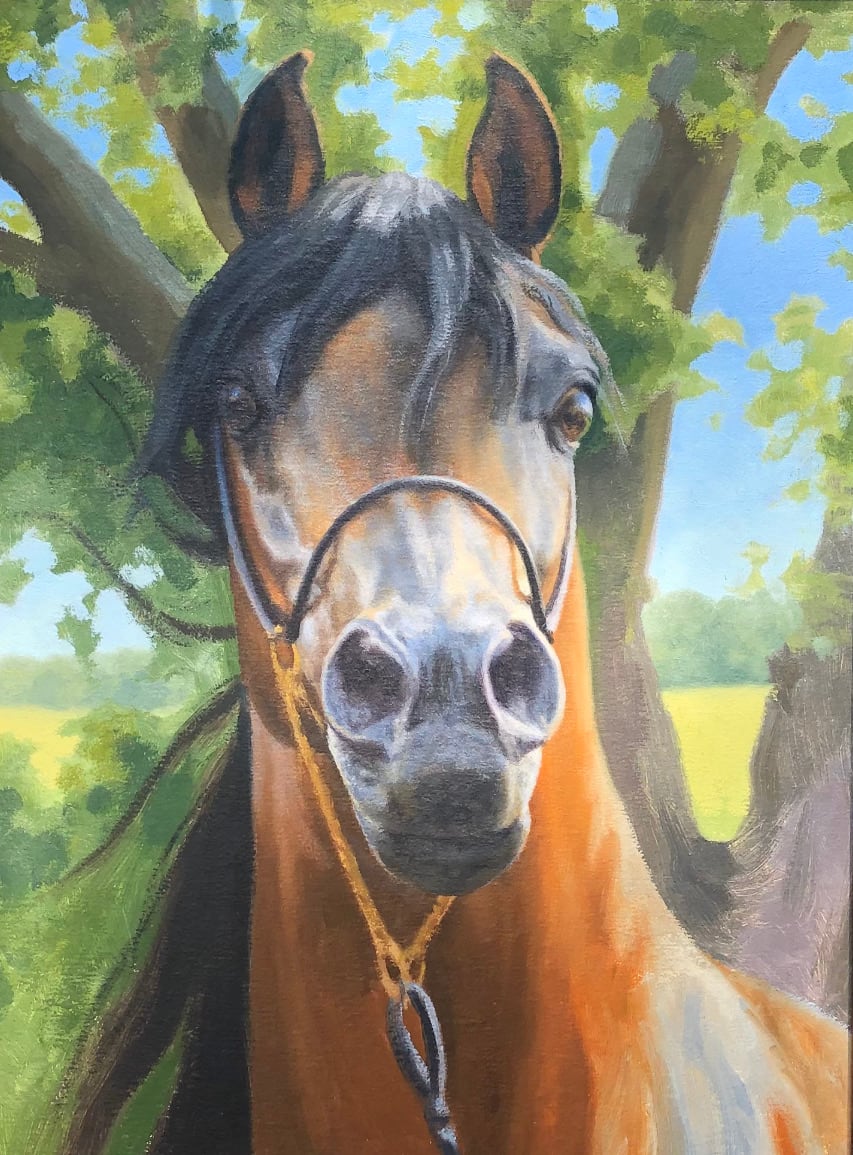 Horse Portrait by Lynn Maderich 