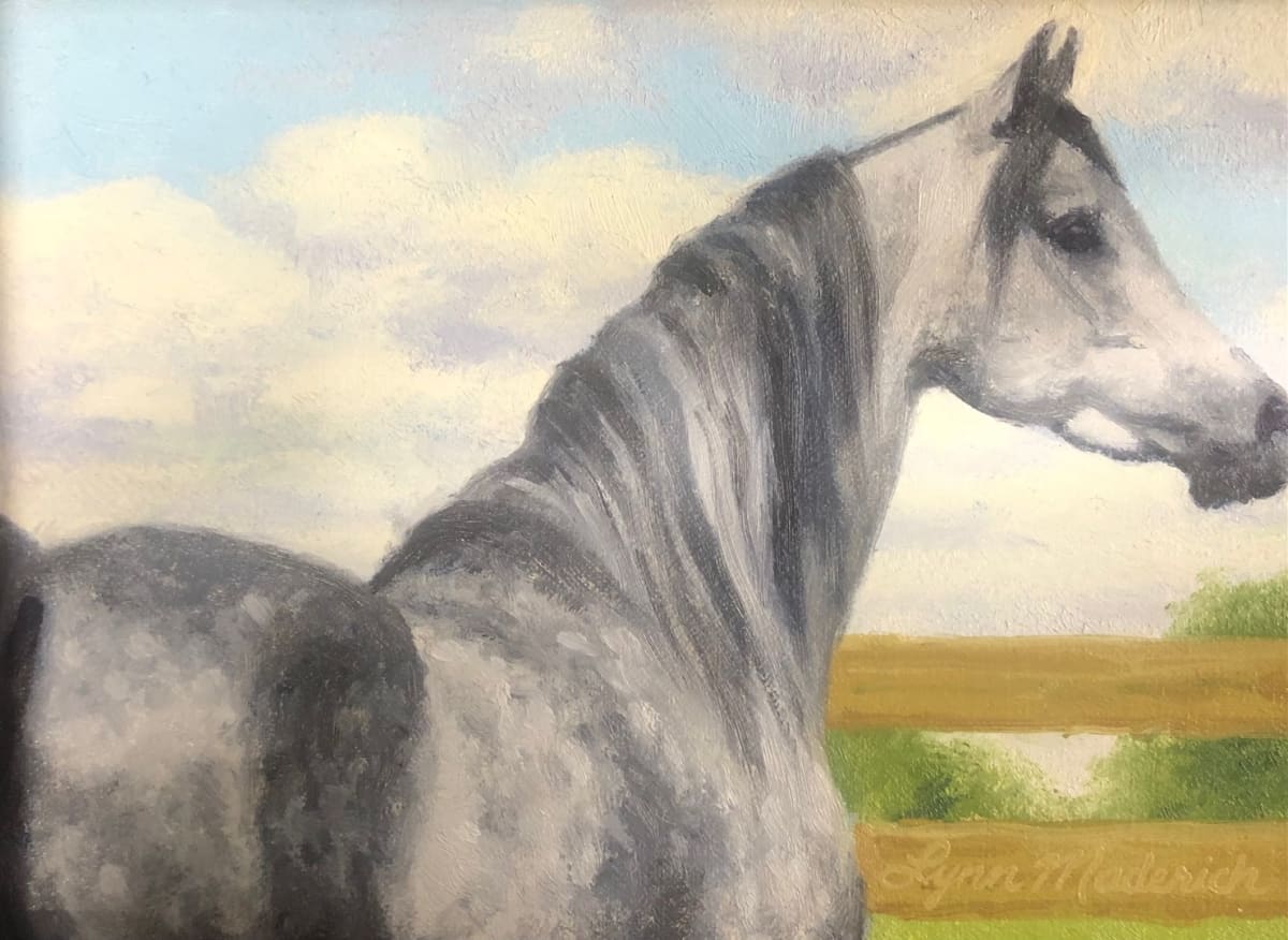 Grey Horse | Study by Lynn Maderich 