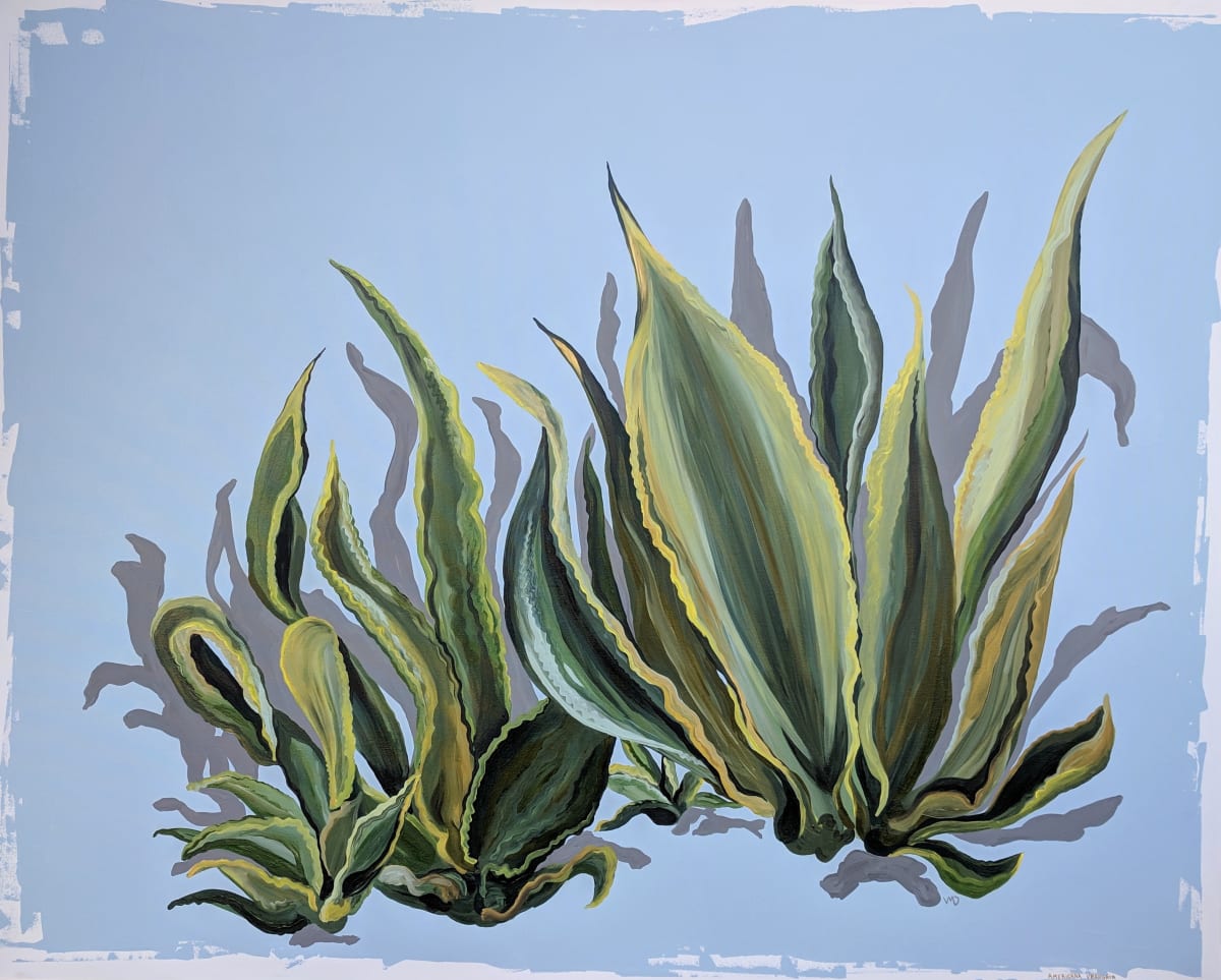 Americana Variegata 