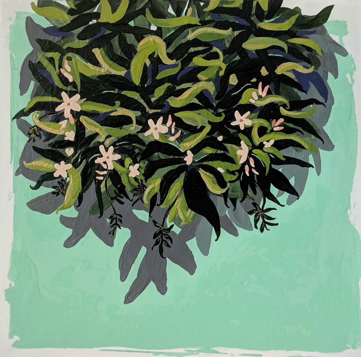 Bundles of Jasmine 