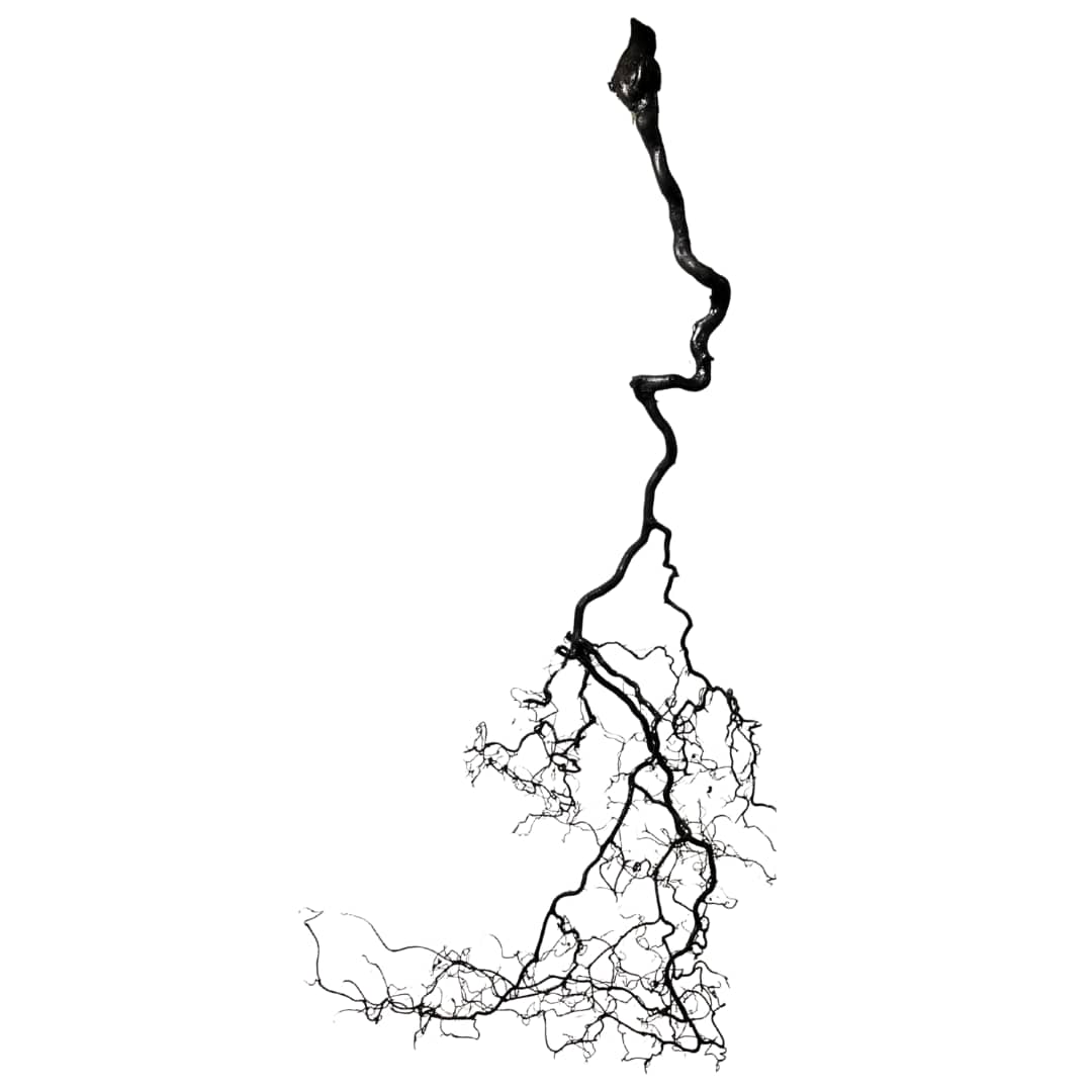 The Age of Unrooting by Lil Olive 