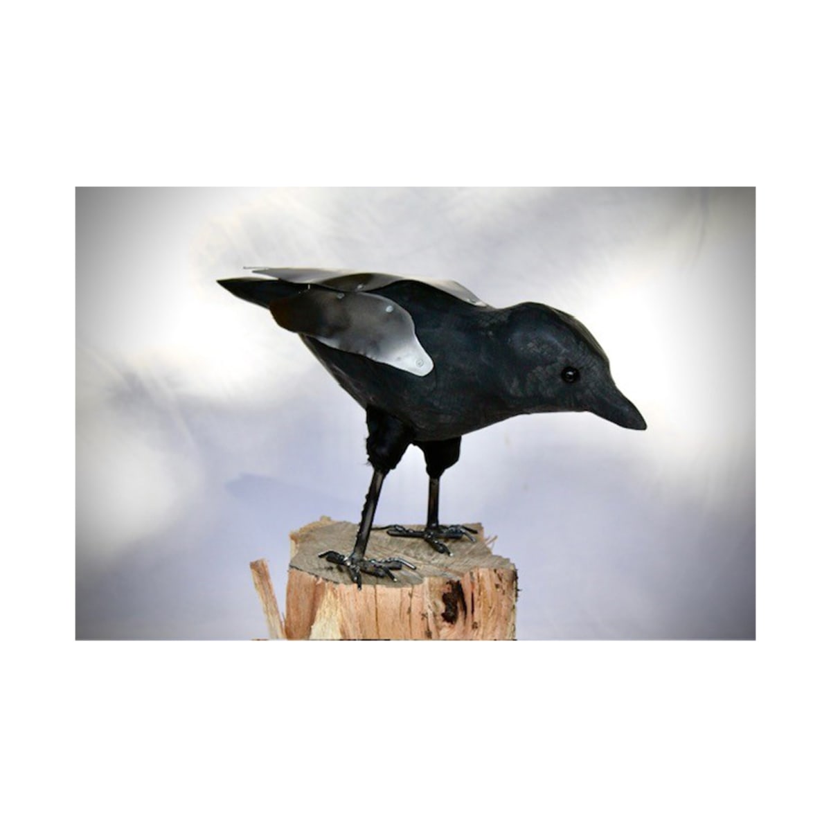 Crow 4 by Ken Richardson, Image 8.