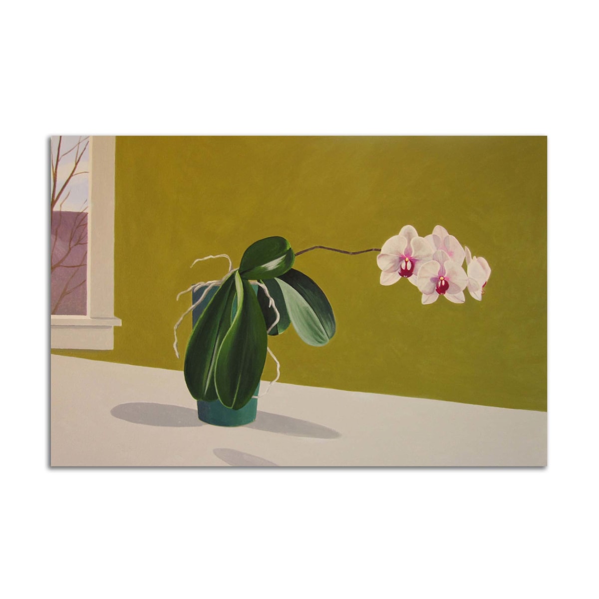 Orchids by Jane Troup 