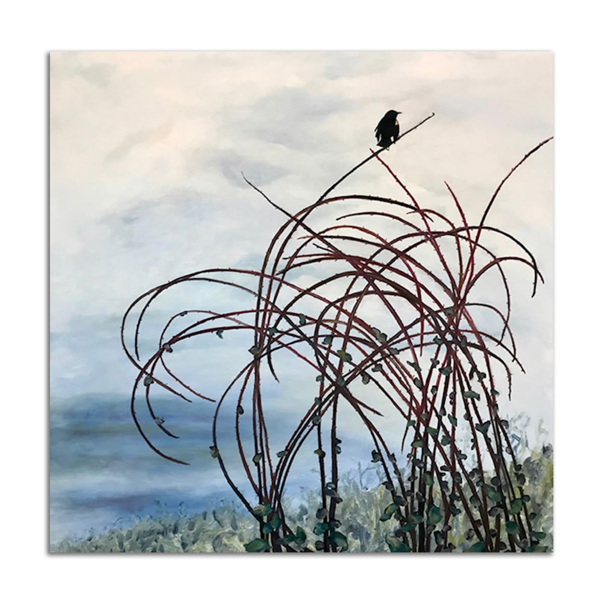 Red Winged Blackbird by Lil Olive 