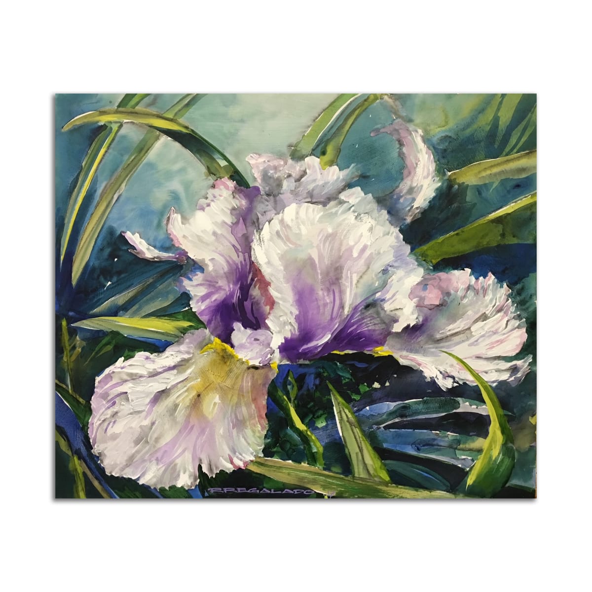 White Iris by Roberto Regalado 
