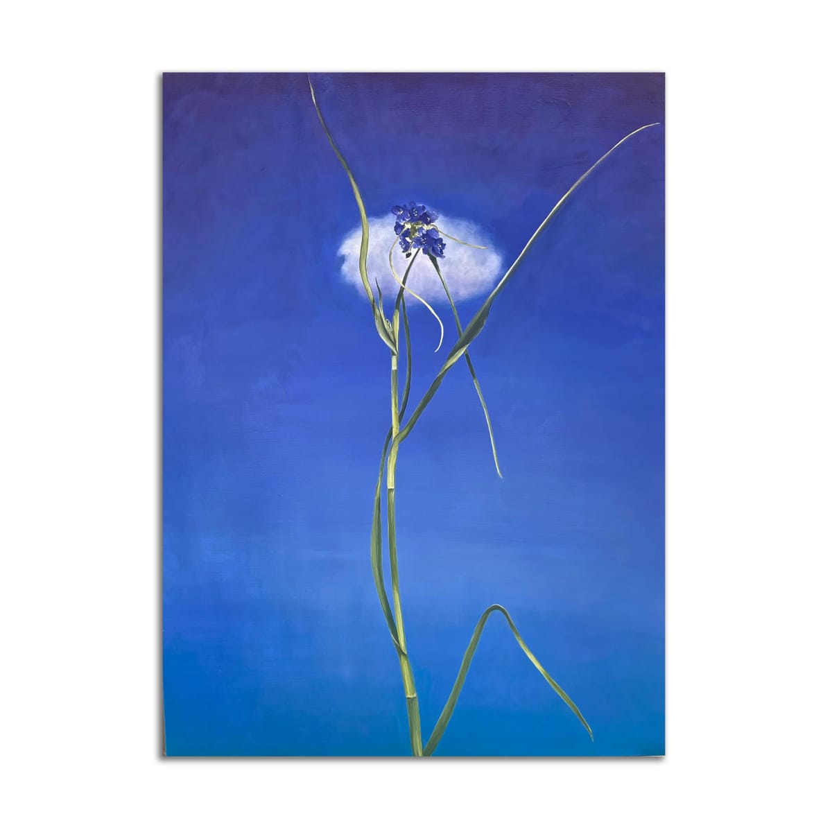 Spiderwort by Lil Olive 