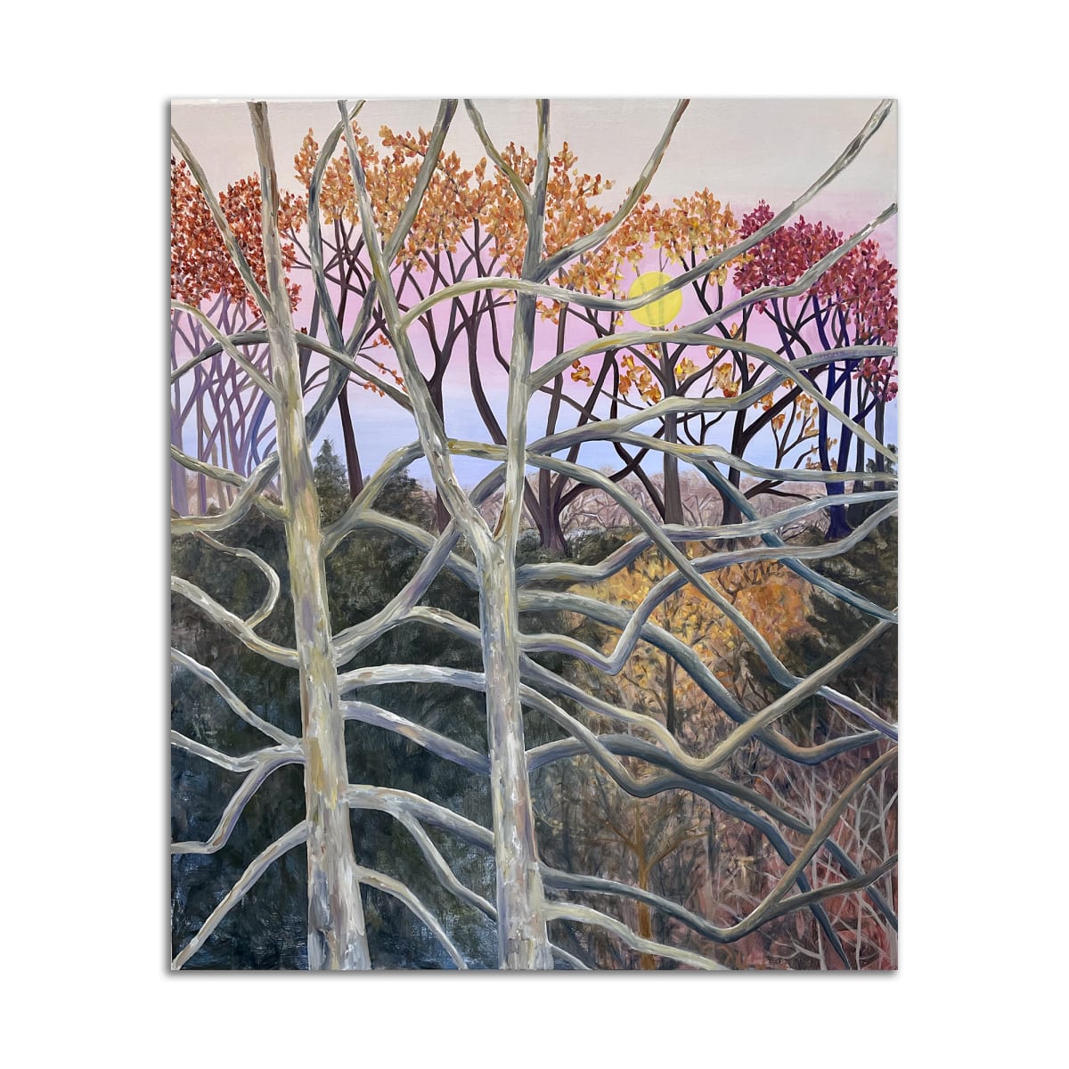 Sycamore Trees by Lil Olive 