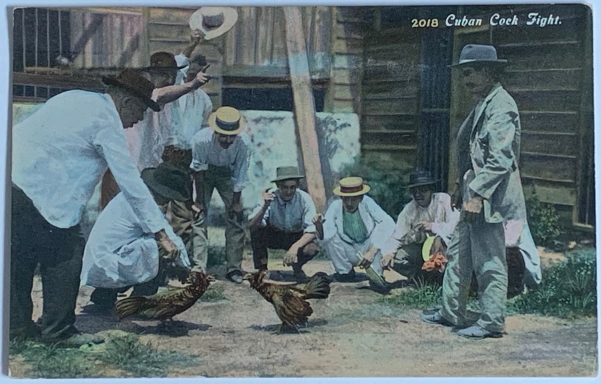 Postcard (Cuban Cock Fight) by Unknown 