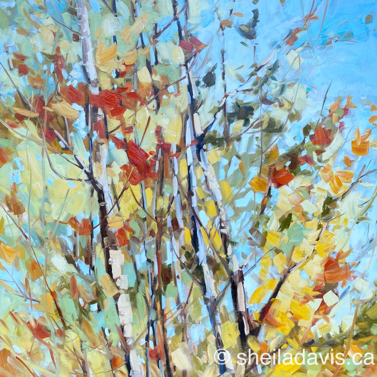 Mixed blessings by Sheila Davis  SCA OSA SFCA 