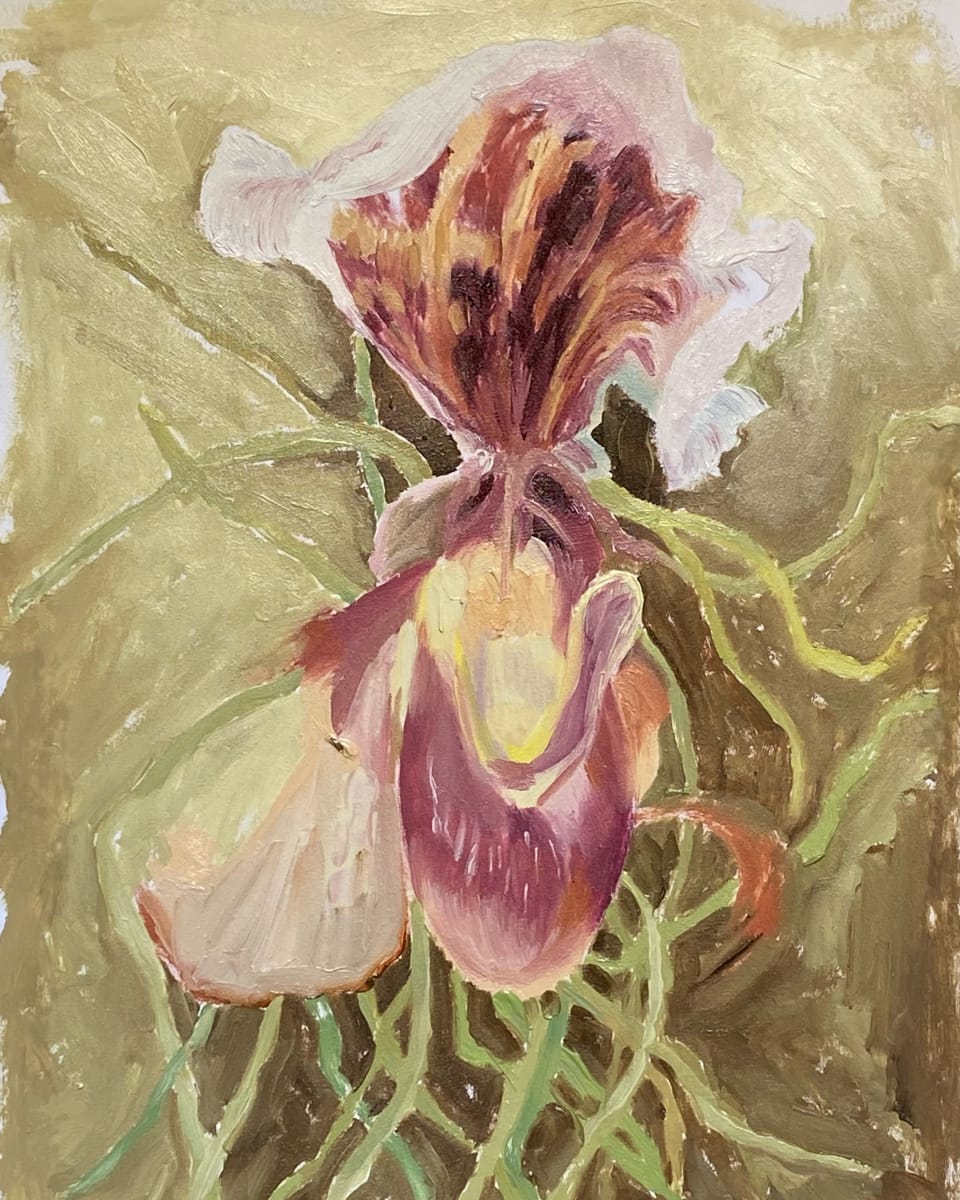 Paphiopedilum I-III by Jen Chau 