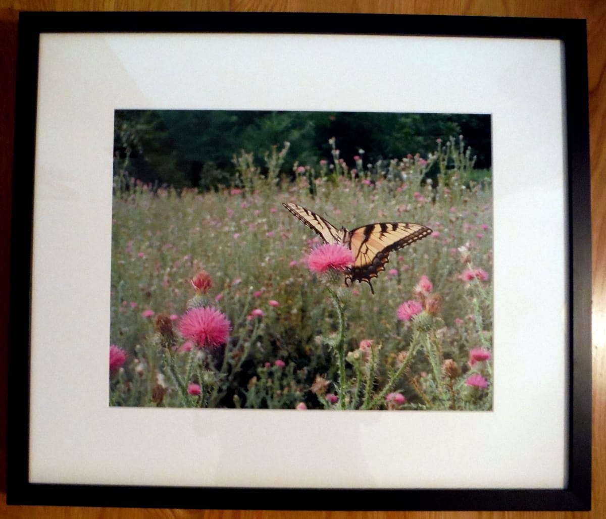 Butterfly on Thistle by Norma Longo 