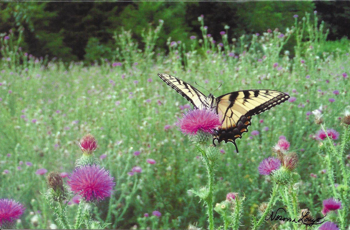 Butterfly on Thistle card - blank inside by Norma Longo 