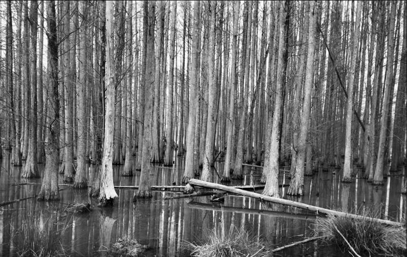 Durham County, Durham, NC (Erwin Swamp) by John Rosenthal 
