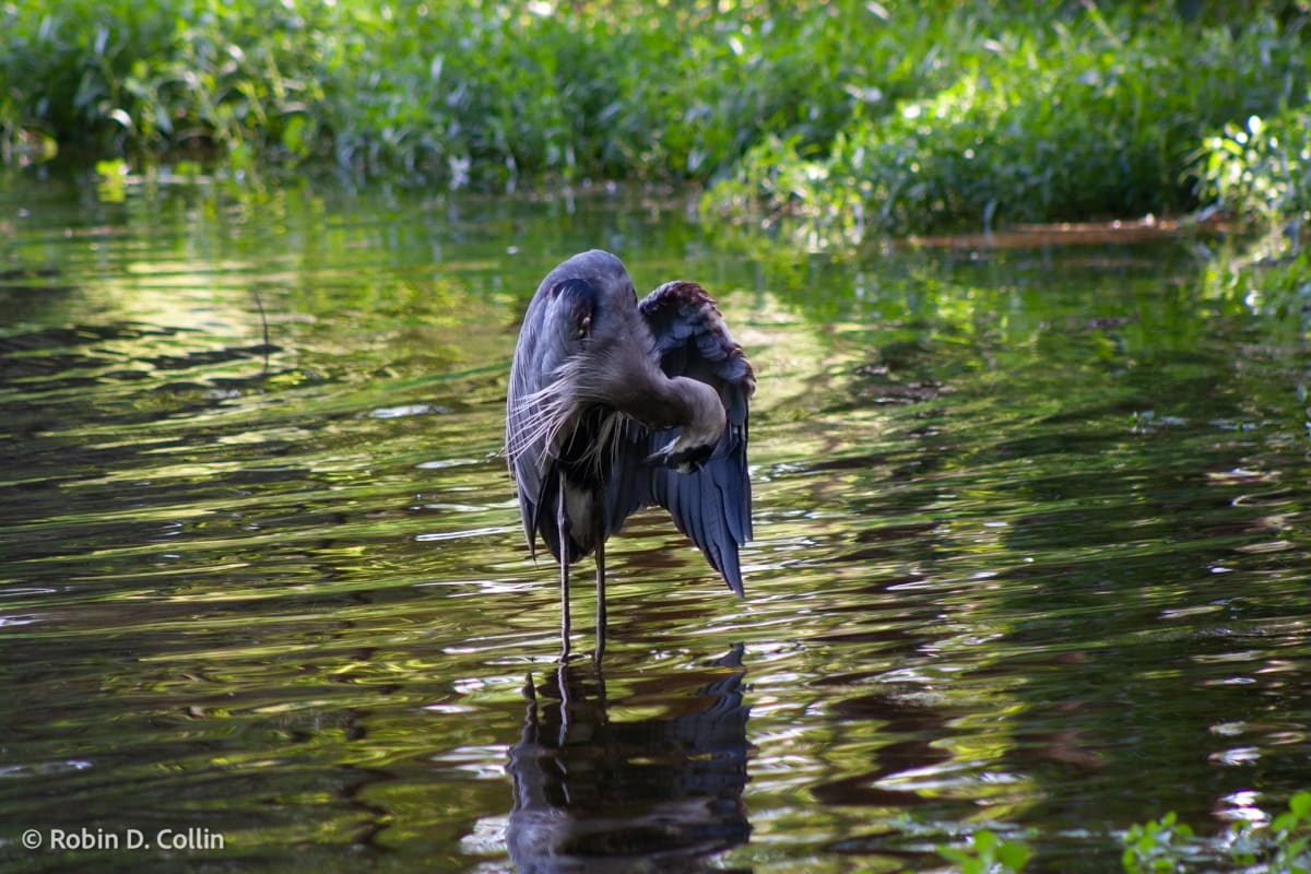 Just Checking by Robin Collin 