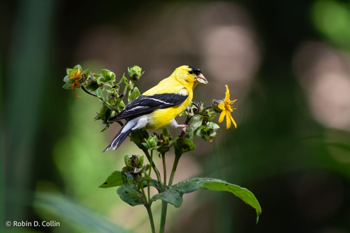 Finches Eat Seeds by Robin Collin 