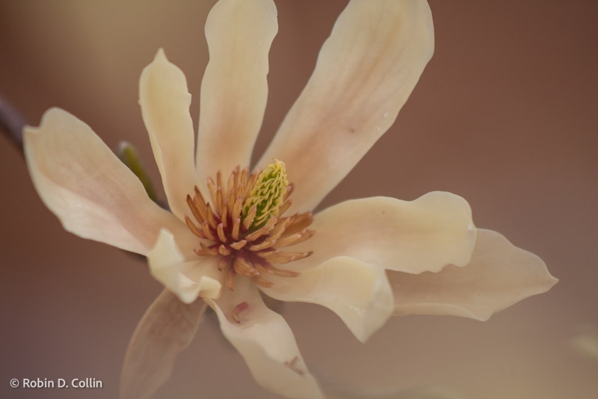 From Within by Robin Collin 