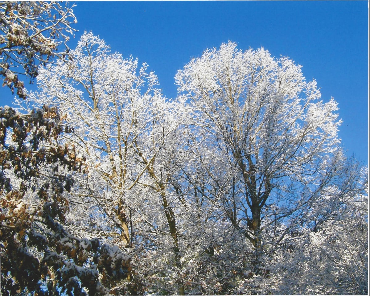 Icy Trees by Norma Longo 