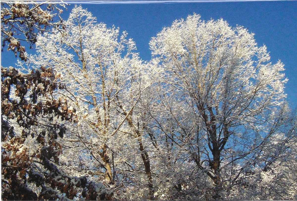 Icy Trees card - blank inside by Norma Longo 