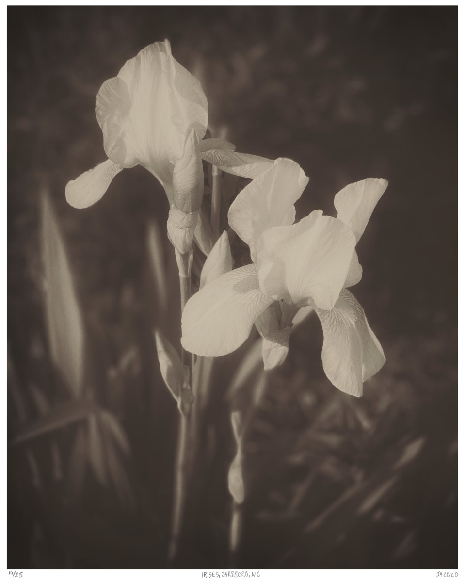 14. Irises, Carrboro, NC by Jenn Adams 
