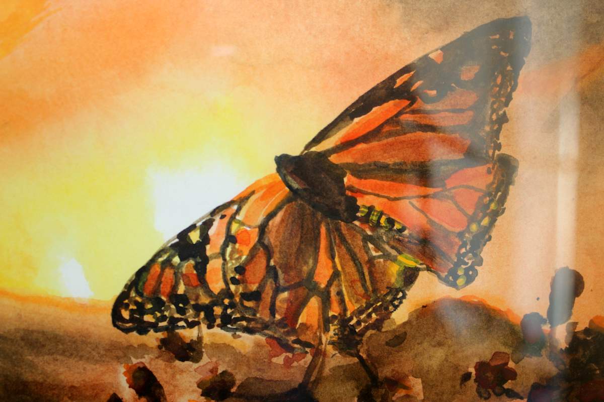 Butterfly, Image 1.