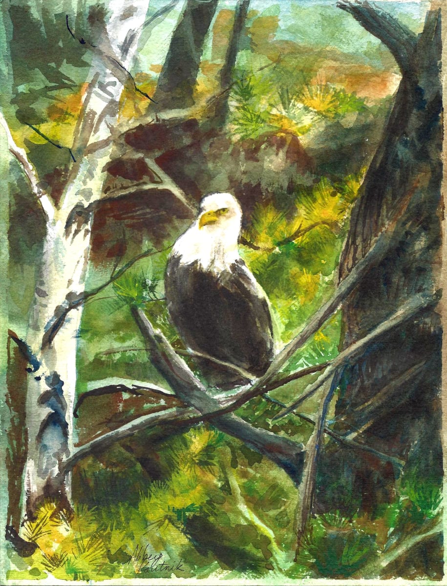 Bald Eagle 