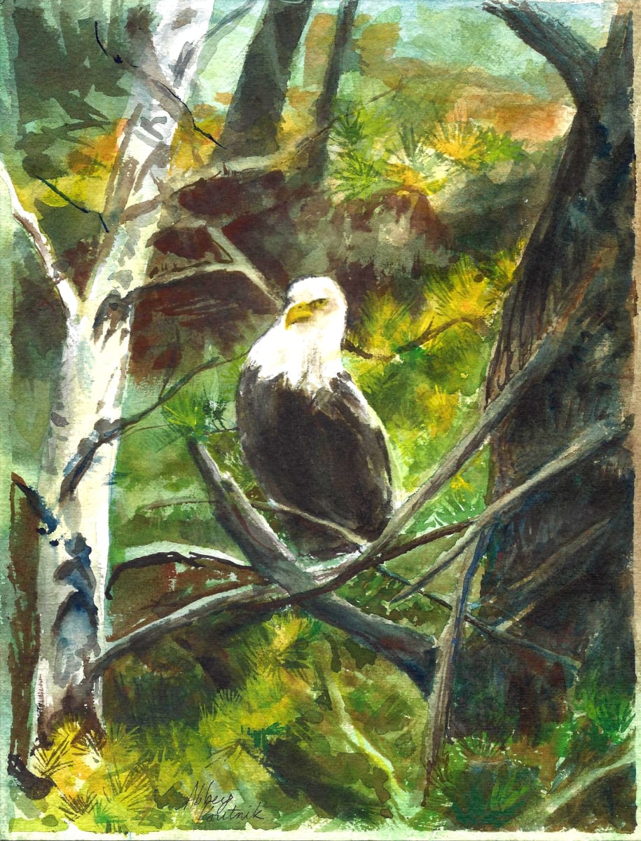 Bald Eagle, Image 1.
