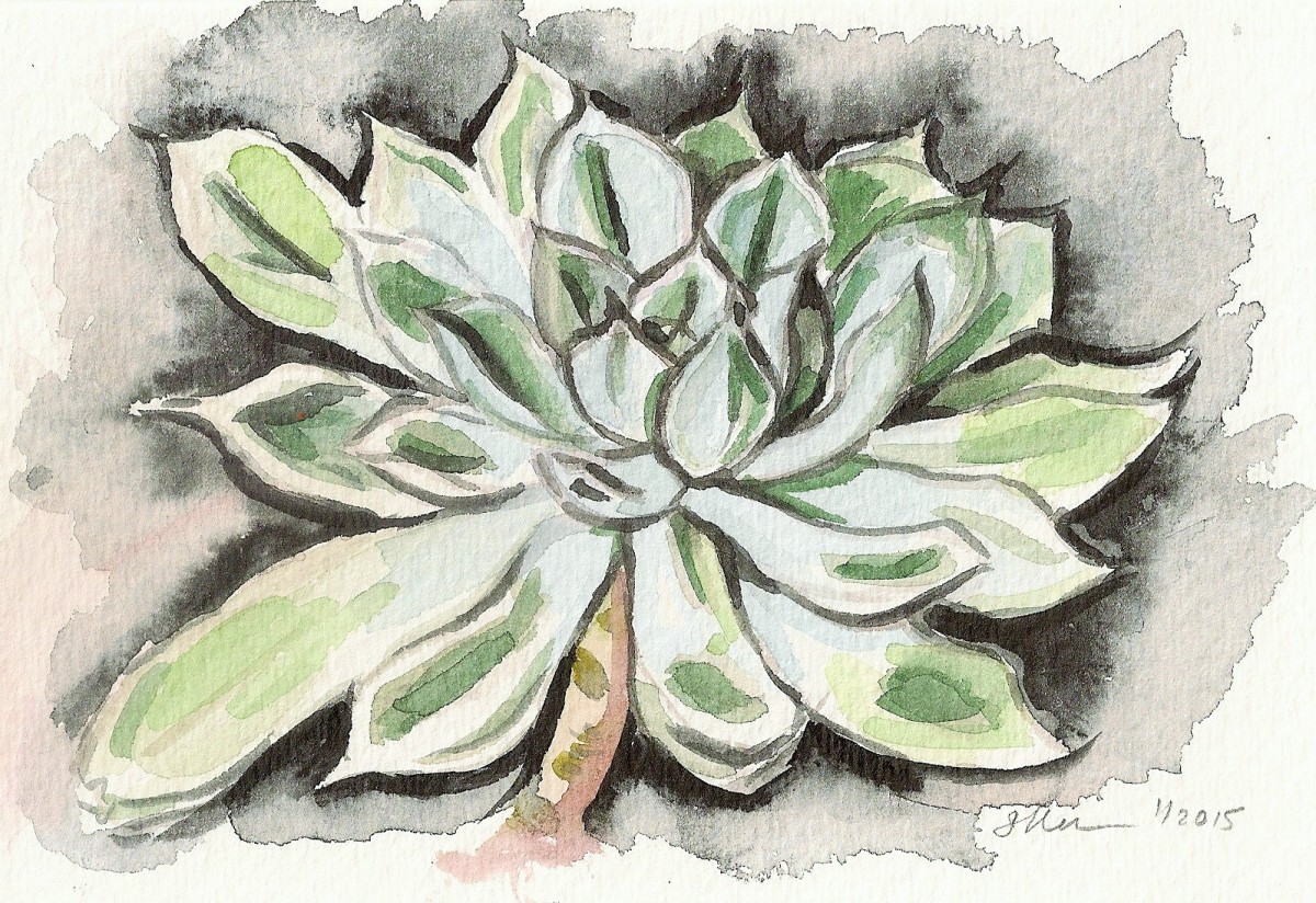 Echeveria Succulent by Sonya Kleshik 