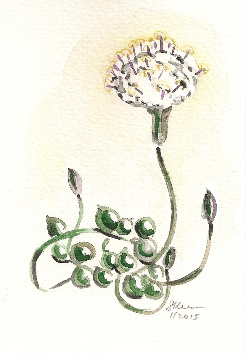 Blooming String of Pearls Succulent with One Flower by Sonya Kleshik 