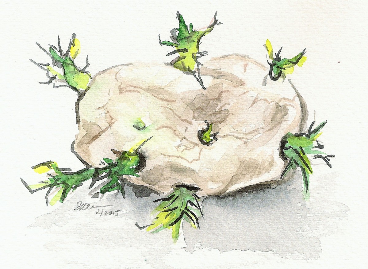 Sprouting Potato by Sonya Kleshik 