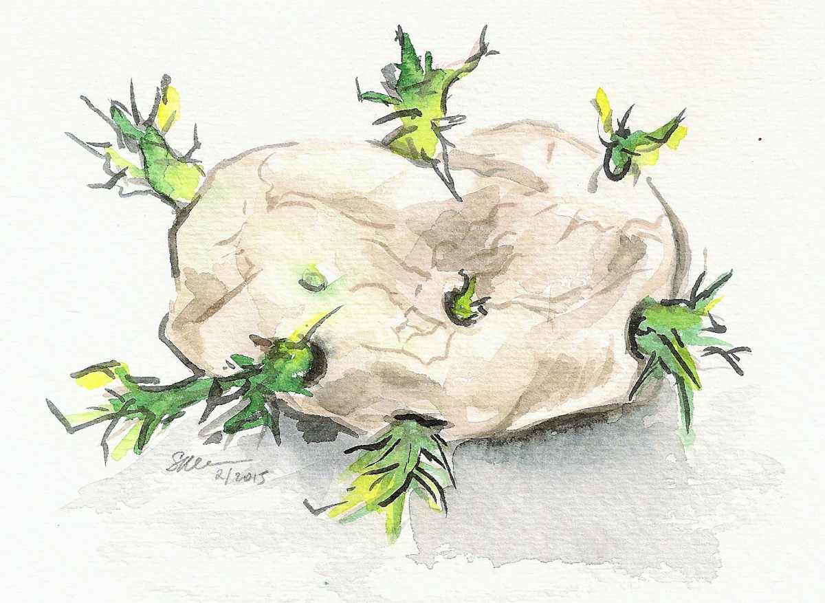 Sprouting Potato by Sonya Kleshik, Image 1.