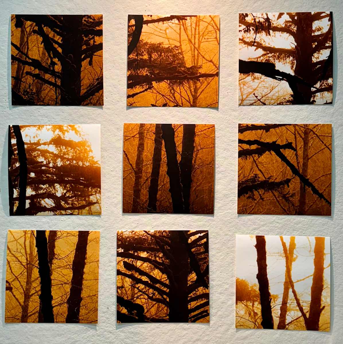 Golden Sitka by Shobha Jetmalani, Image 1.