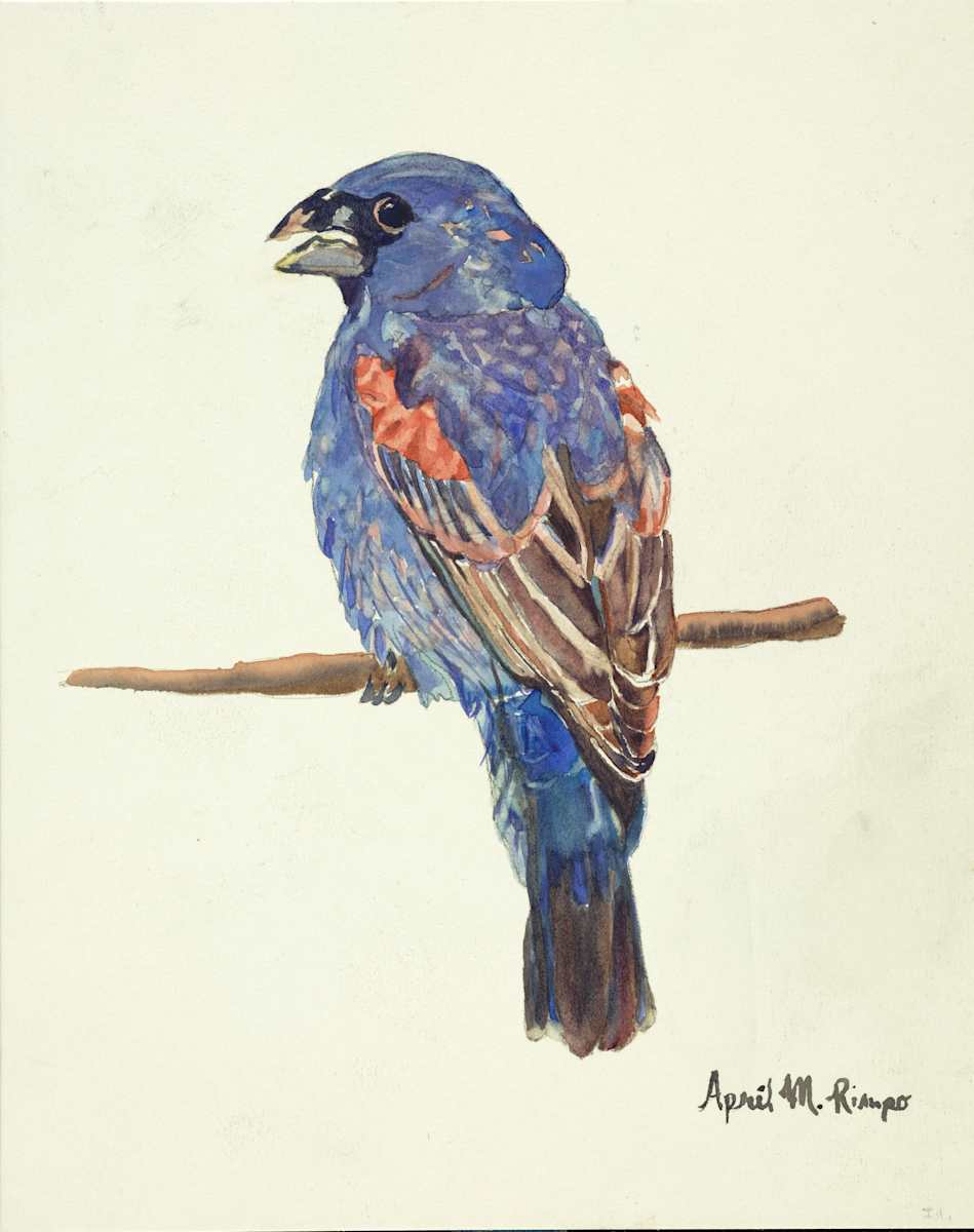 Blue Grosbeak I by April Rimpo 