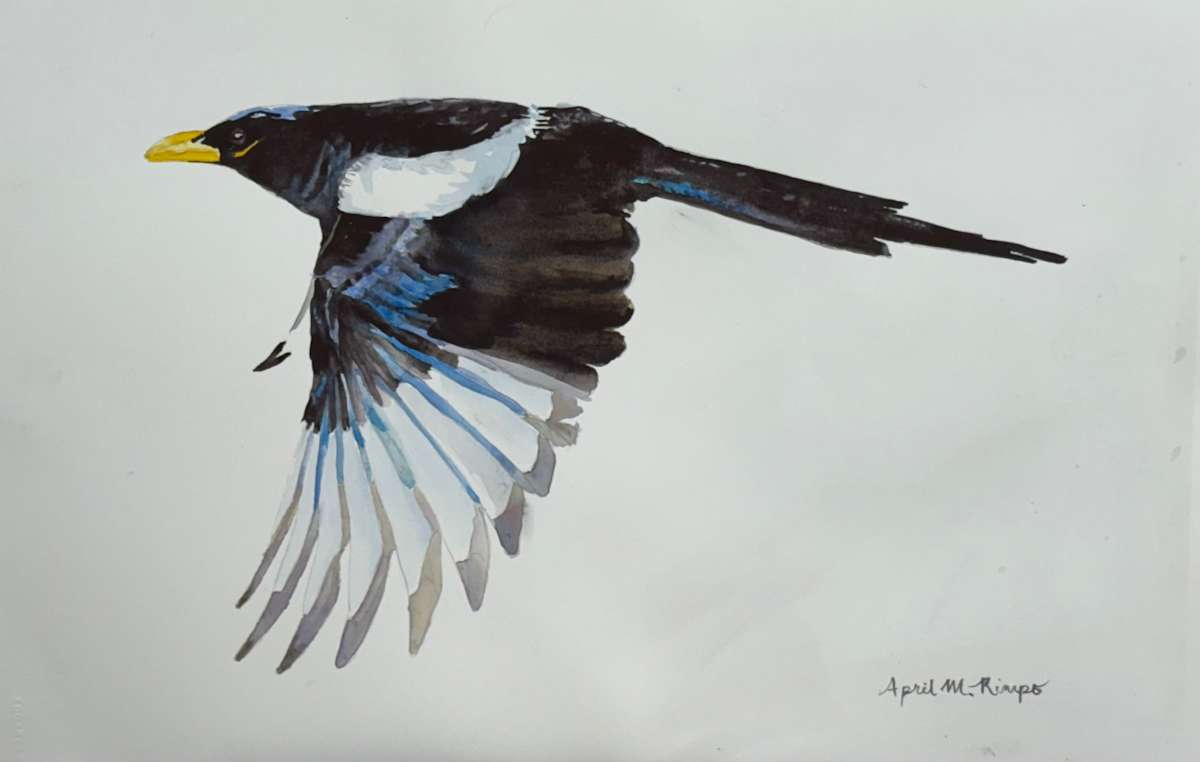 Yellow Beaked Magpie - Demo by April Rimpo 