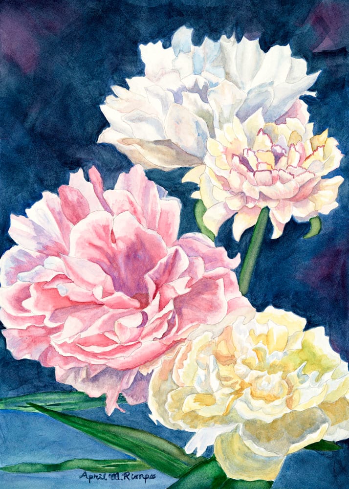 Peonies (Limited Edition Giclee Print on Canvas 14" X 10" 1/50 by April Rimpo 