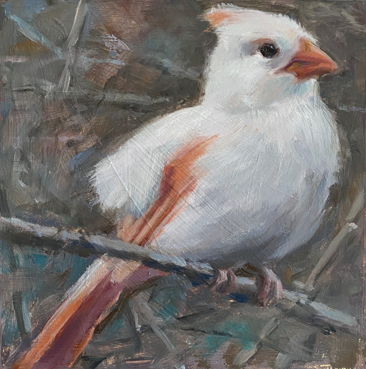 White Cardinal 