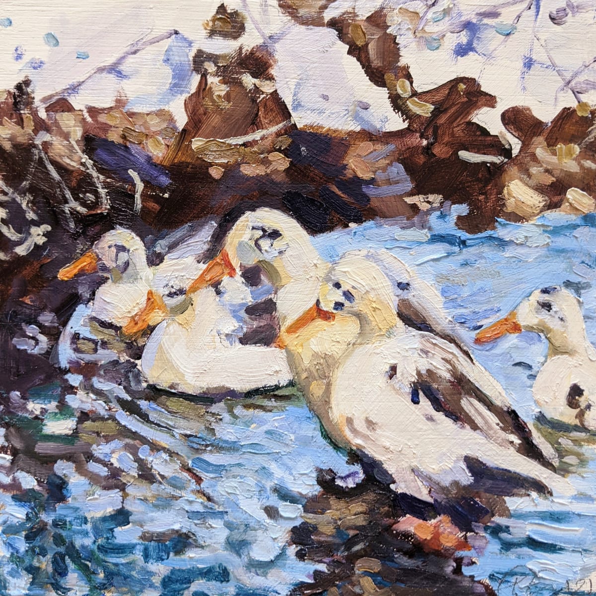 Ancona Ducks, Image 1.