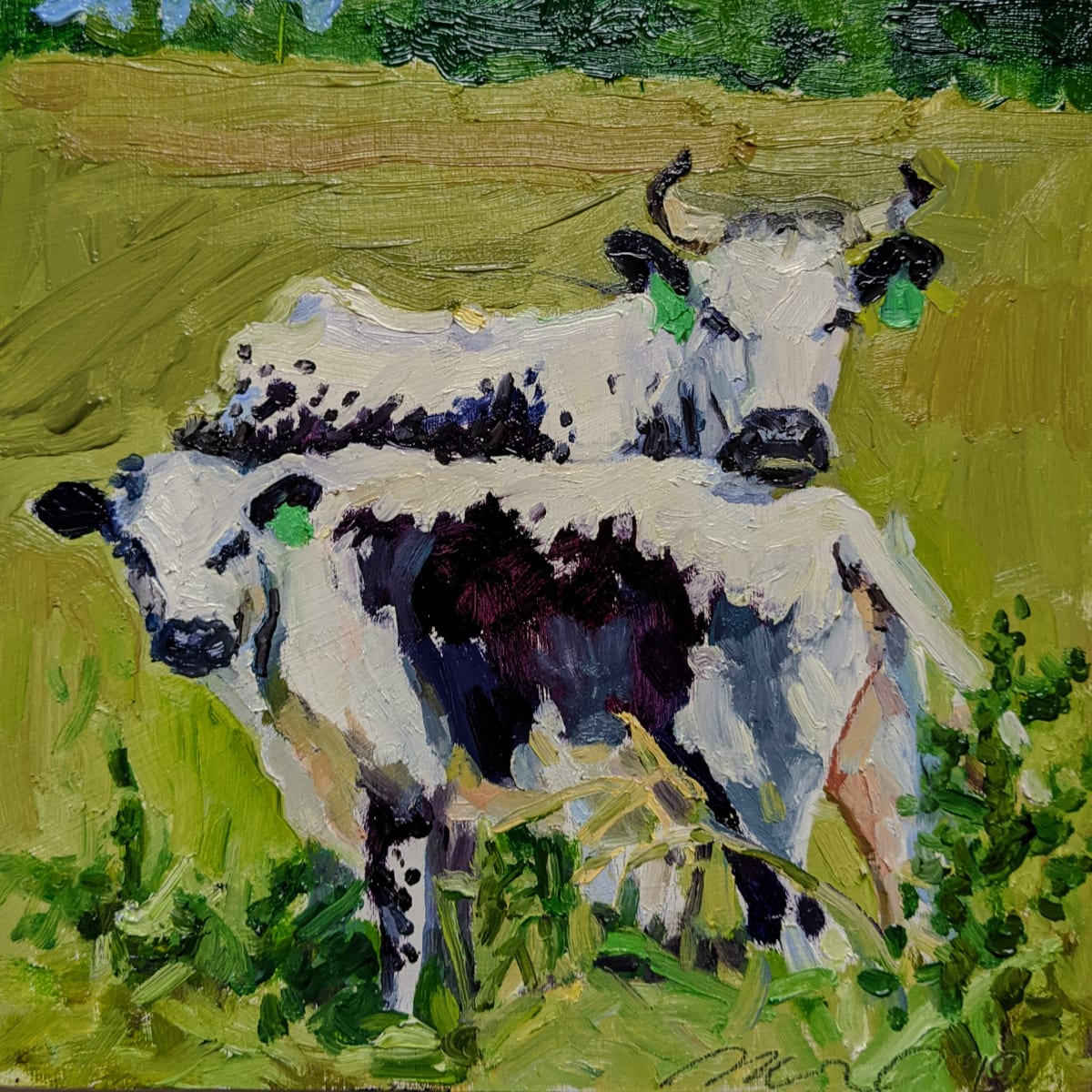 Randall Lineback Cattle by Rachel Catlett 