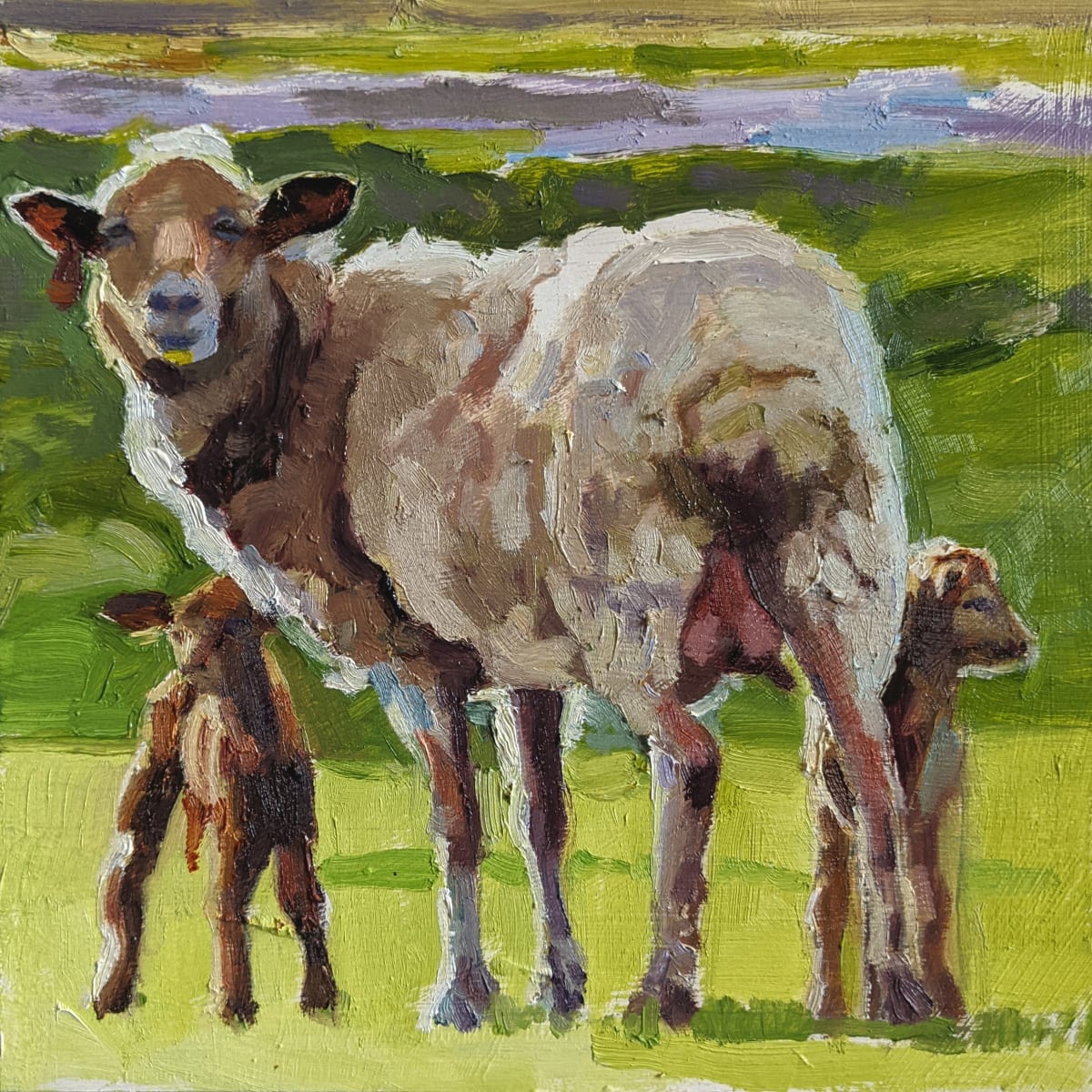 Florida Cracker Sheep by Rachel Catlett 