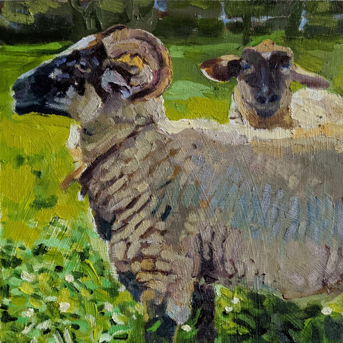 Hog Island Sheep by Rachel Catlett 