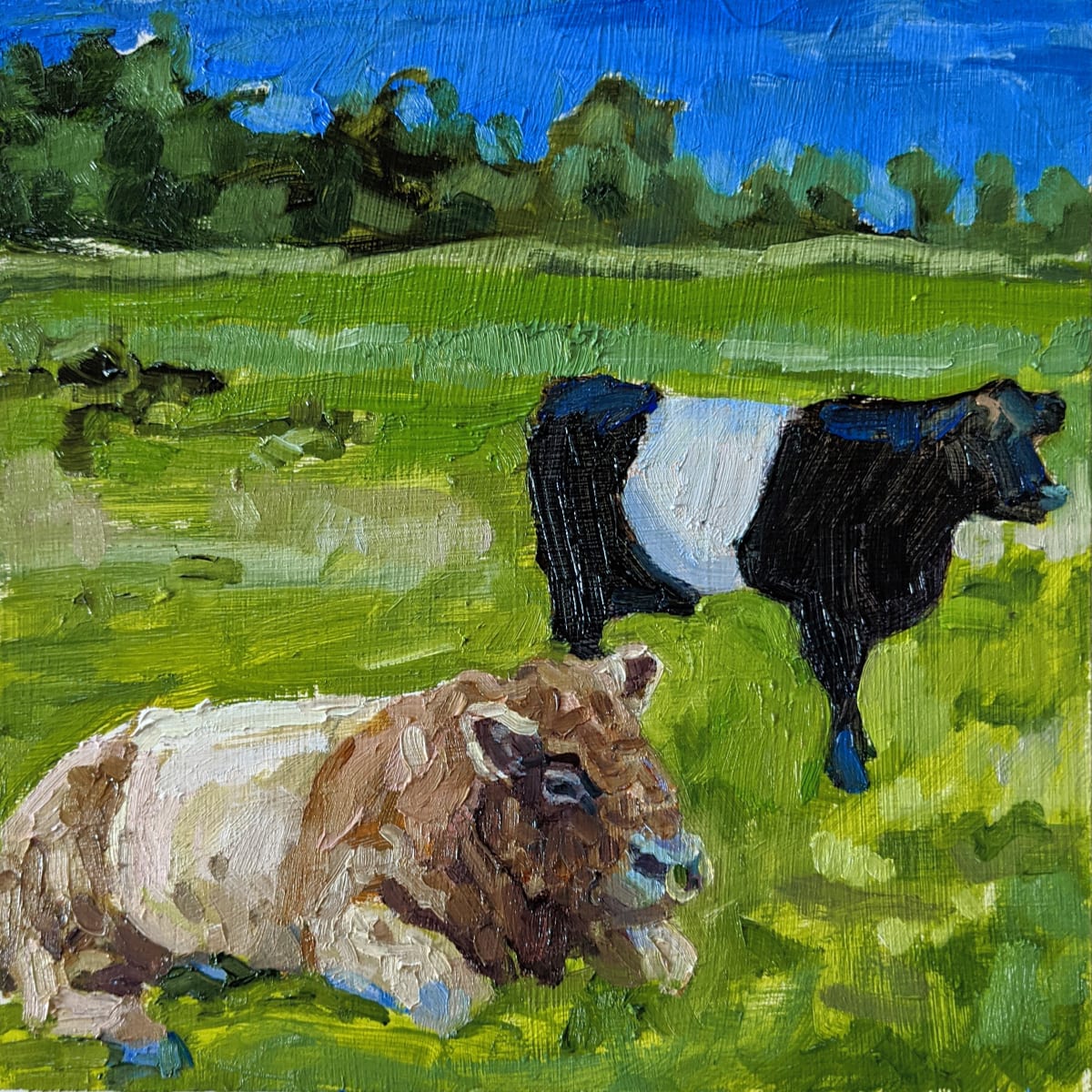 Belted Galloway Cattle by Rachel Catlett 