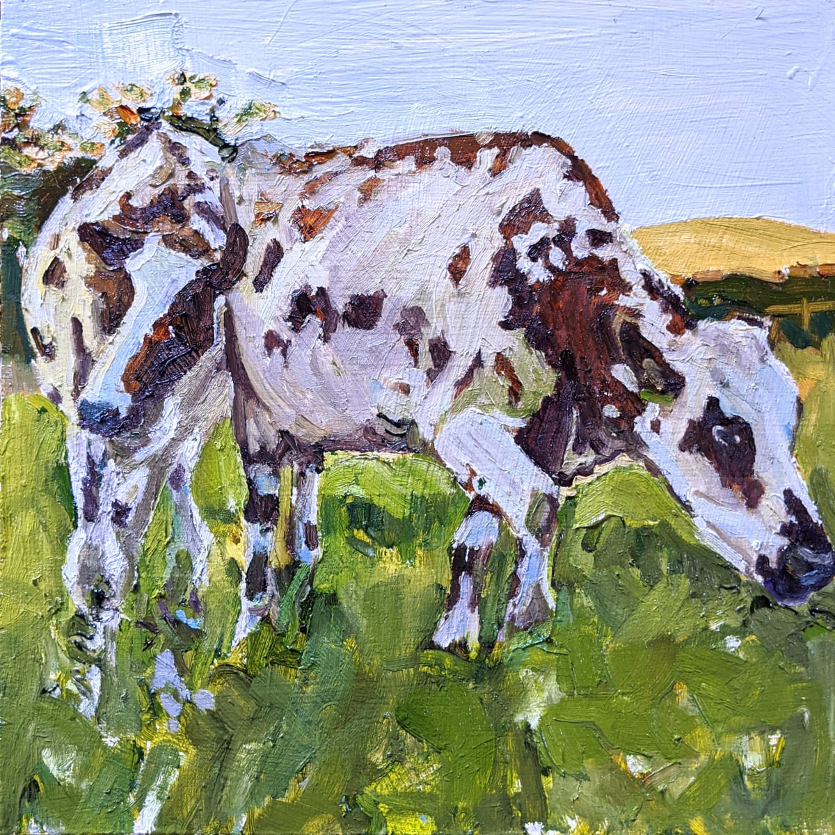 Ayreshire Cattle by Rachel Catlett 