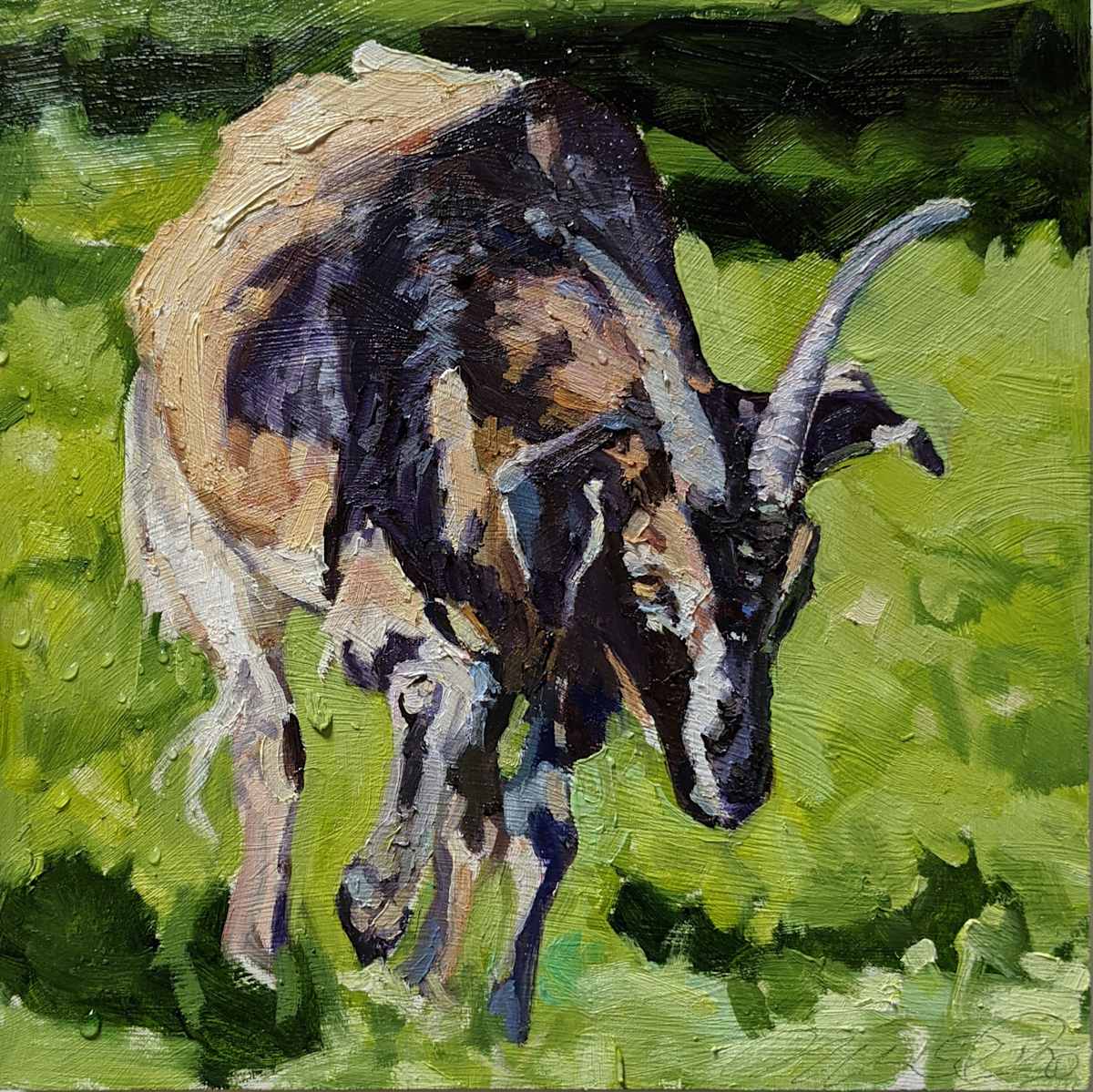 Arapawa Goat by Rachel Catlett, Image 5.