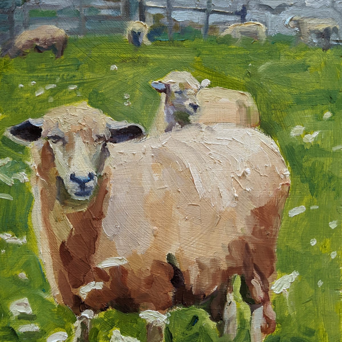 Lincoln Sheep by Rachel Catlett 