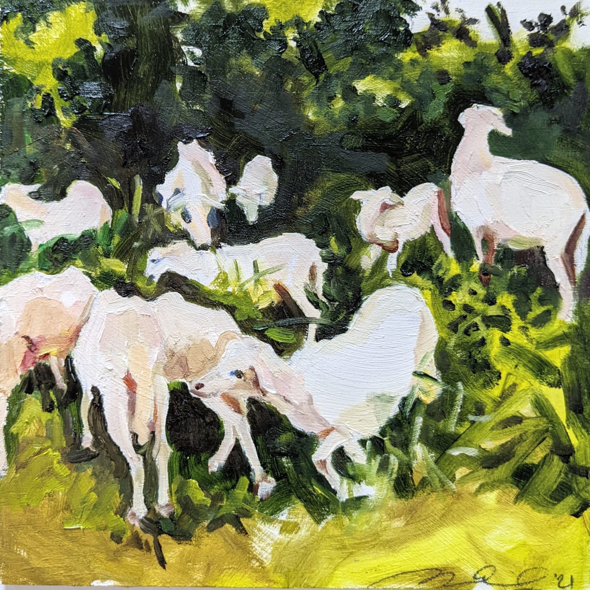 St. Croix Sheep by Rachel Catlett 