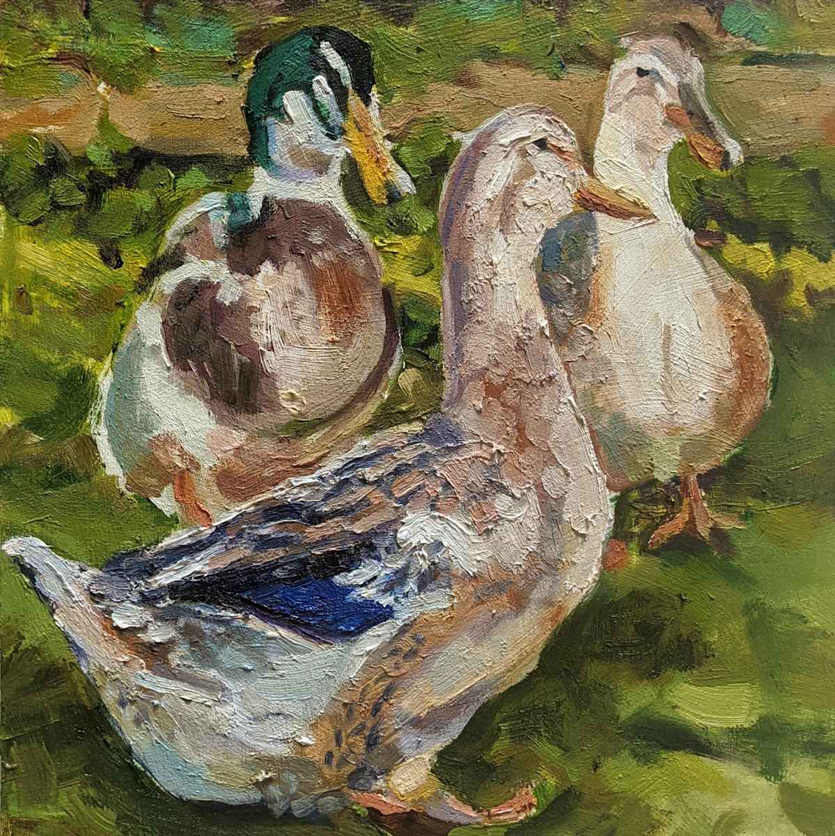 Silver Appleyard Ducks by Rachel Catlett 