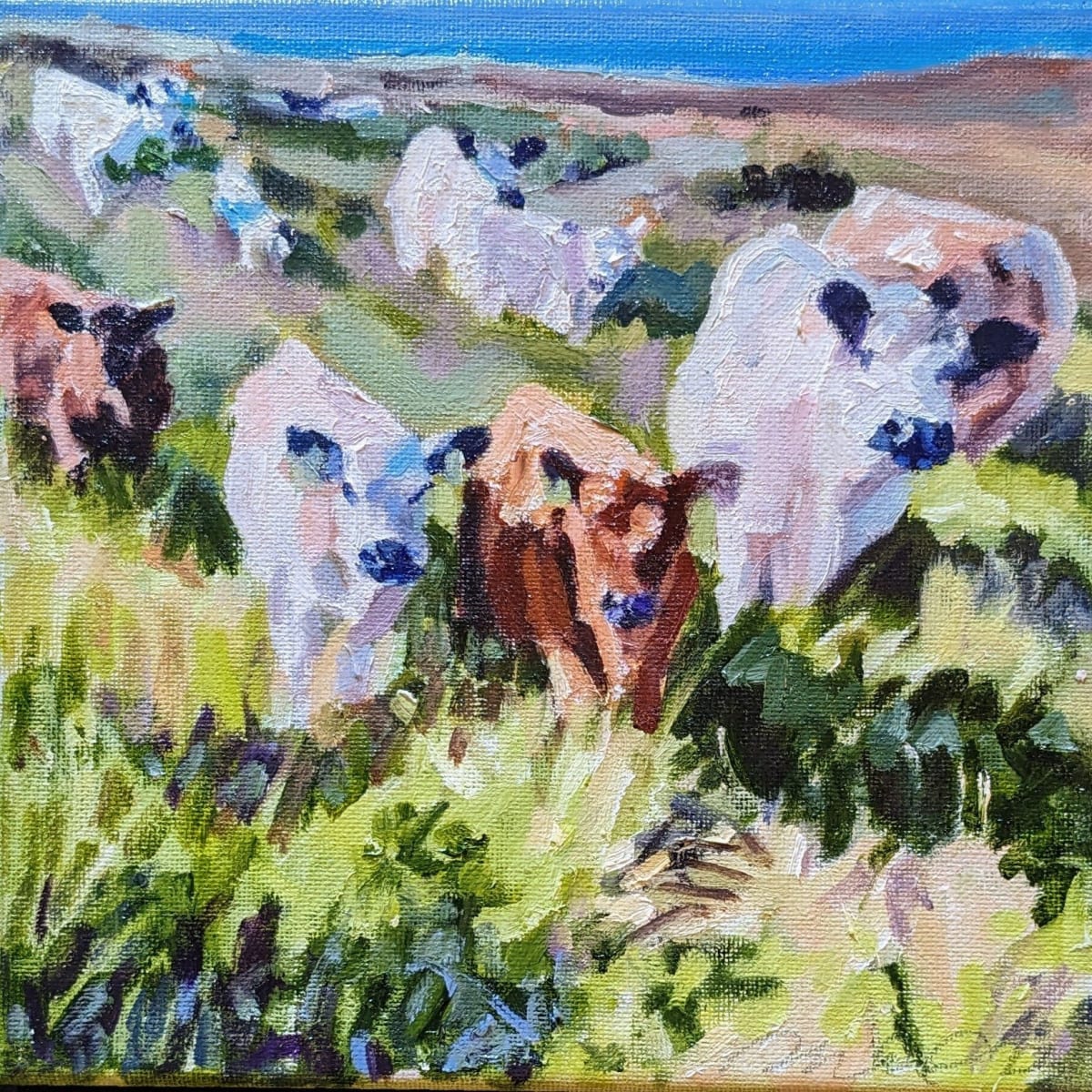 Galloway Cattle by Rachel Catlett 